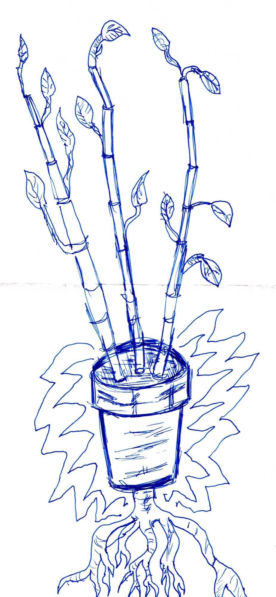 09.22.2007 bamboo